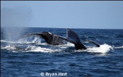 Whale tail - 3 humpbacks cruzing at Sodwana whilst en rou... by Bryan Hart 